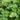Parsley Curly