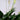 Peace Lily