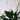 Peace Lily