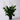Peace Lily