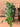 Peperomia rotundifolia 'Hope' (Trailing) 3