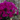 Pericallis Senetti Magenta