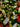 Philodendron Red Sun1