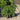 Picea abies 'Pendula' (Weeping Norway Spruce)