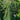 Picea abies 'Pendula' (Weeping Norway Spruce) 1