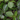 Pilea Peperomioides