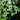 Pilea Glauca Depresa Baby Tears close up