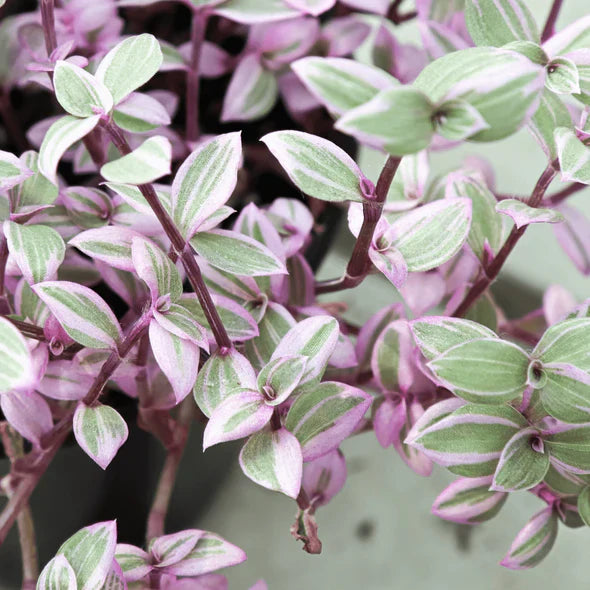 dracaena pink passion Callisia Pink Passion 4"