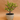 Portulacaria Afra Bonsai