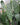 Prickly Pear Cactus