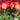 Primula 'Supernova Fire' English Primrose