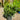 Prunus laurocerasus 'Otto Luyken' (Dwarf Cherry Laurel)