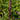 Purple Baron Millet Pennisetum Glaucum