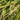 Ornamental Grass: Eragrostis spectabilis (Purple Lovegrass) PRC