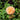 ROSA FLAVORETTE `HONEY APRICOT` PRC SHRUB ROSE