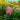 Hydrangea paniculata 'Little Quick Fire®' PRC