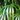 Rhapis Excelsa