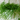 Rhipsalis Burchellii