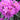 Rhododendron 'Roseum Elegans'