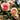 Rosa 'Eden Climber®' (Climbing Rose)