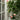 Rosa 'Eden Climber®' (Climbing Rose)