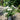 Rosa 'New Dawn' (Climbing Rose) OVD