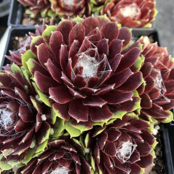 センペルビウム★Webby Flame★根付♪ Sempervivum 'Webby Flame' (Hens & Chicks) GLV – Chelsea Garden Center