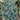 Picea omorika 'Bruns' (Serbian Spruce)