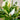 Peace Lily 'Domino’