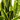 Sansevaria Laurentii (Snake Plant) EMMS