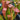 Sarracenia 'Bug Bat' (Hardy Pitcher Plant)