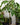 Schefflera Amate