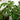 Schefflera Amate