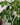 Schefflera Amate