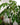 Schefflera Amate