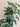 Schefflera Arboricola