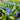 Scilla 'Siberica' (Siberian Squill Plant)