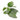 Scindapsus Silvery Ann1