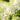 Hydrangea paniculata 'Little Hottie' ESC