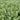 Sedum 'Blue Spruce'