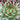 Sempervivum Chick Charms® 'Mint Marvel'™ (Hens & Chick) sedum succulent