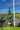 Picea omorika 'Bruns' (Serbian Spruce)