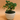 Serissa Japonica Bonsai