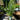 Solidago bicolor Silverrod