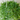 String of Bananas
