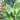 Syngonium Batik