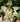 Syngonium Batik 1