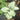Syngonium Holly 1