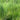 CAREX TUFTED HAIR GRASS SPECIES