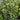 Taxus 'Hicksii' (Yew)